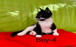 Mixed Breed cats for sale: Beautiful ,clever ,healthy village Kittens - Image 27