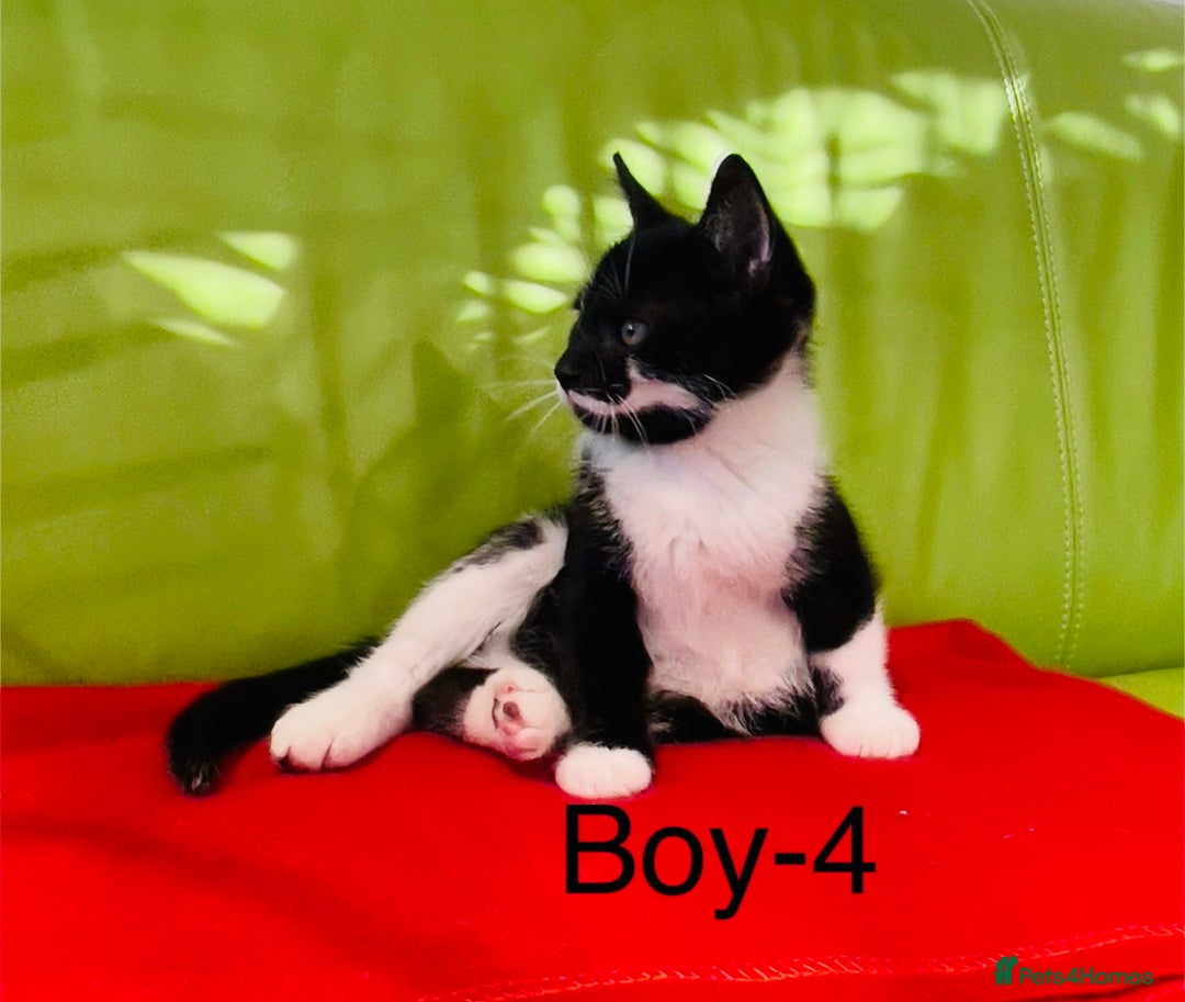 Mixed Breed cats for sale: Beautiful ,clever ,healthy village Kittens - Image 27