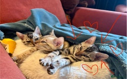 Bengal cats for sale: Female Bengal kitten available now - Image 2