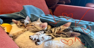 Bengal cats - Advert 7