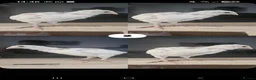 Chickens poultry for sale: Mixed hybrid chickens in Manchester - Advert 5