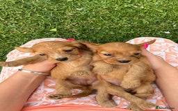 Cockalier dogs for sale: Cockaliers  - Image 4
