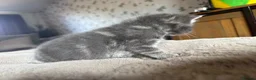 Domestic Shorthair cats for sale: STUNNING KITTENS  in Bristol - Advert 12