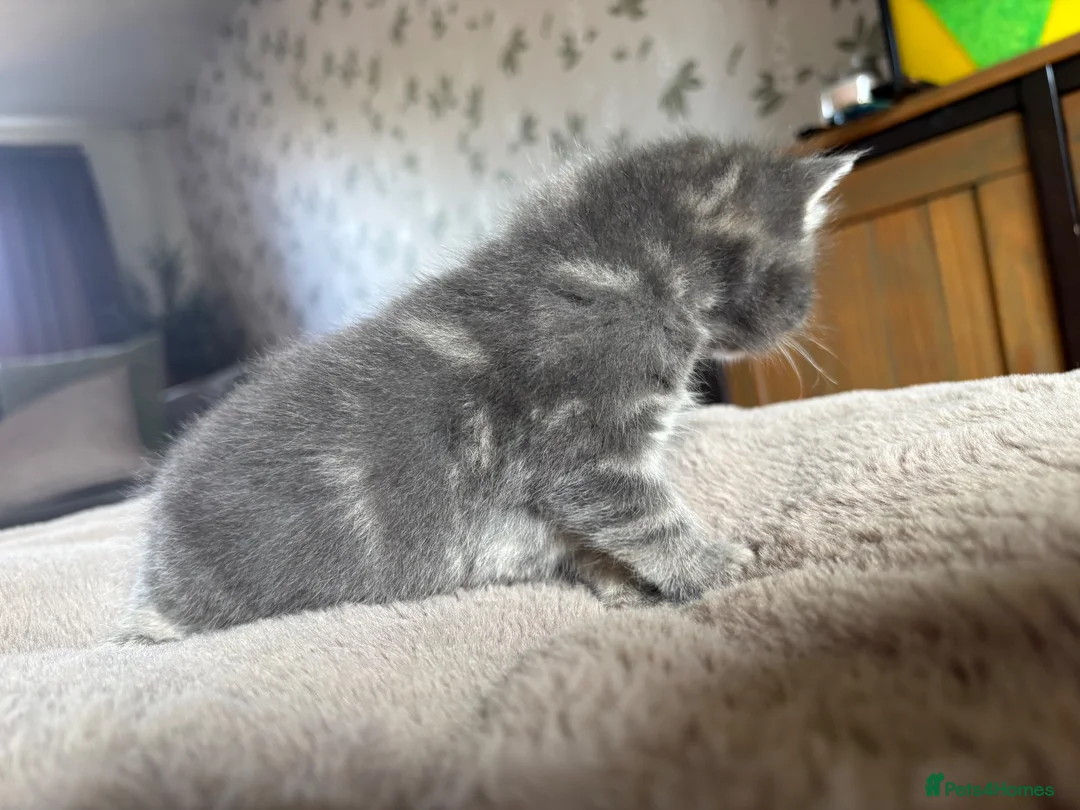 Domestic Shorthair cats for sale: STUNNING KITTENS  in Bristol - Advert 12
