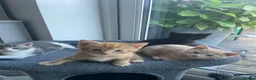 Maine Coon cats for sale: Maine coon crossed kittens for sale - Advert 4