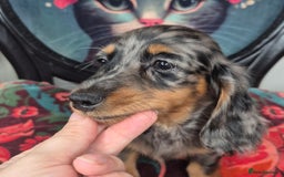 Miniature Dachshund dogs for sale: ⚜️KC PRA clear Miniature Dachshund Puppies  - Image 21