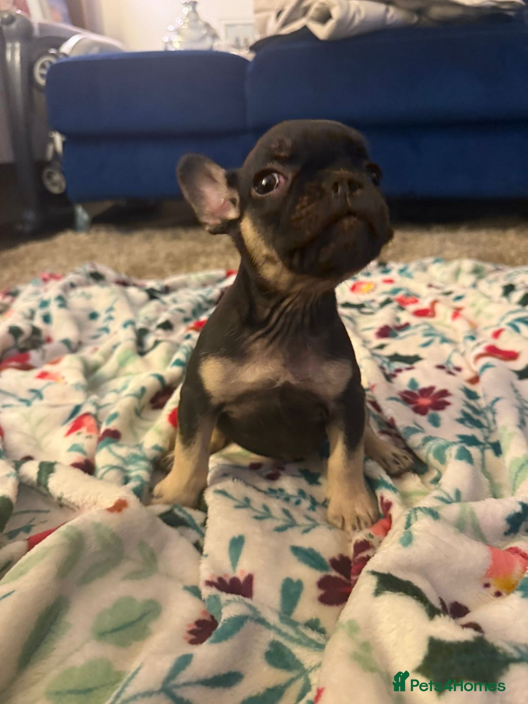 French Bulldog dogs for sale: French bulldog puppies  - Advert 23