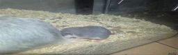 Rat rodents for sale: Rex and dumbo rats - Advert 2
