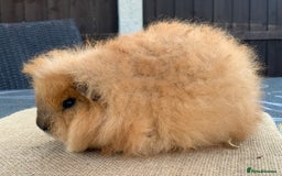 Guinea Pig rodents for sale: Swiss sows and boars  - Image 7