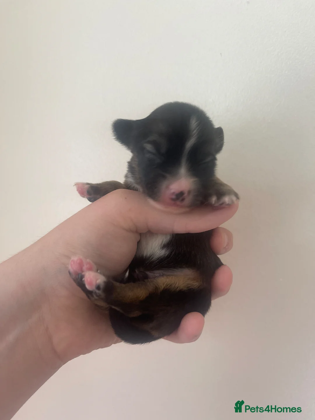 Chihuahua dogs for sale: Stunning Chihuahua puppies for sale in Harrow - Advert 2