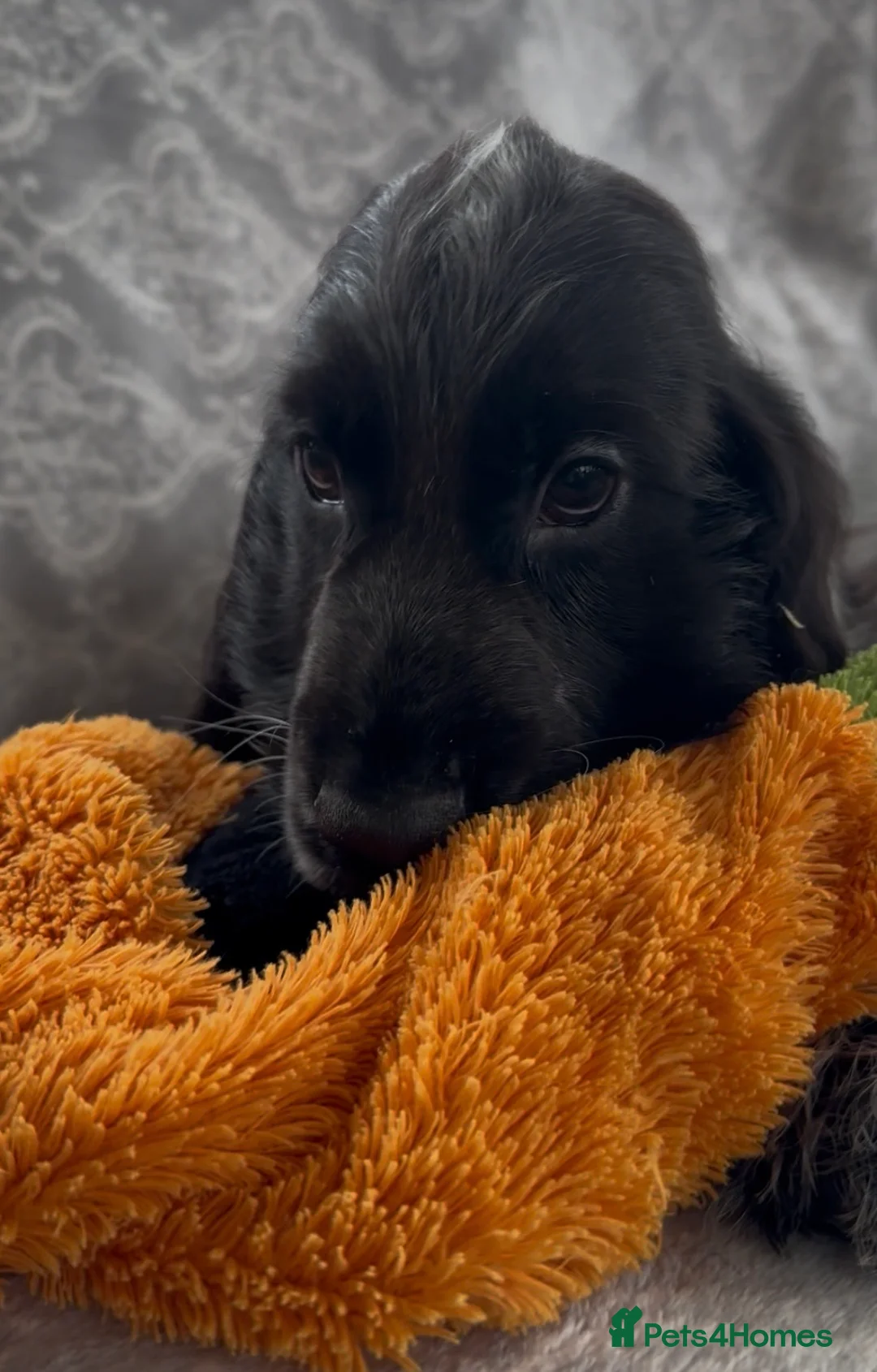 Cocker Spaniel dogs for sale: Stunning show cocker spaniels for sale  - Advert 3