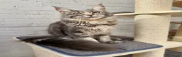 Maine Coon cats for sale: TICA Registered Pedigree Blue Silver Maine Coon - Advert 7