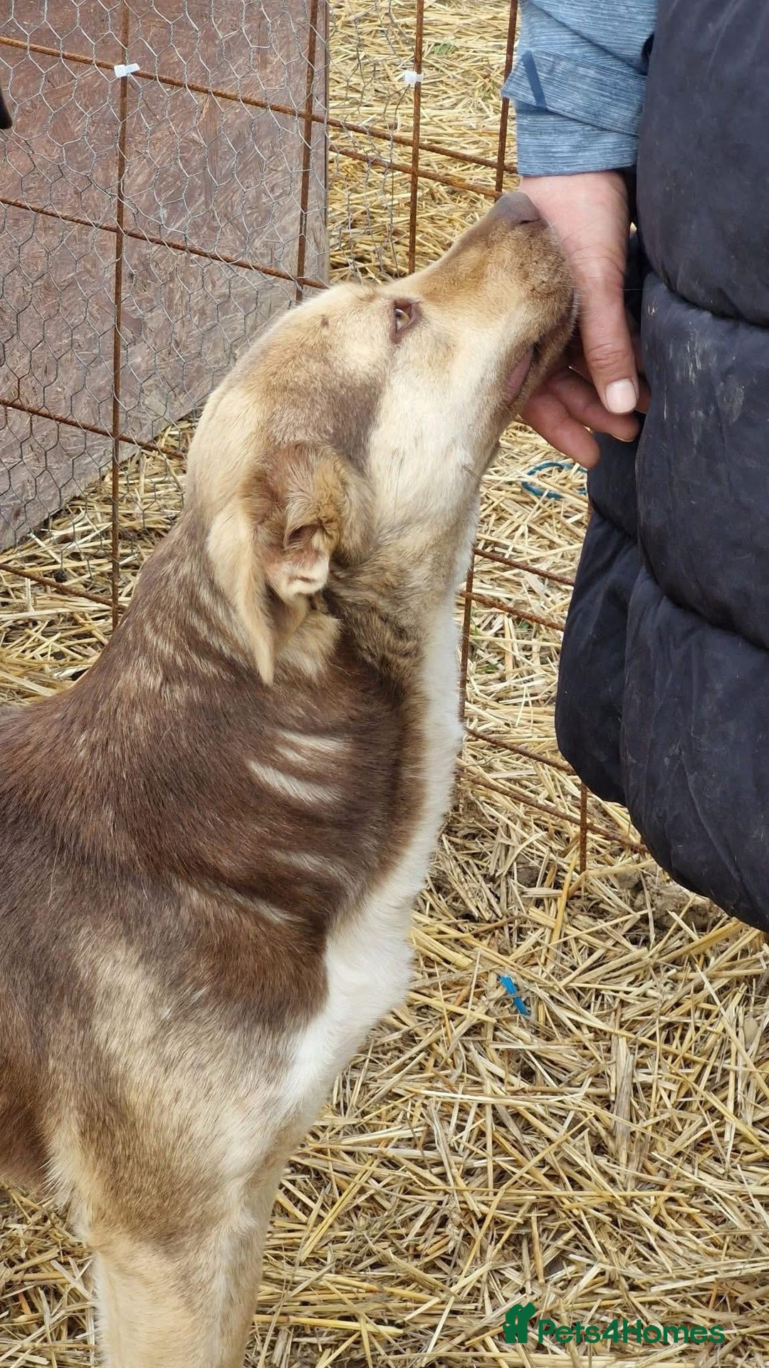 Mixed Breed dogs for adoption: Gorgeous Abi - Advert 4