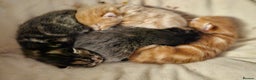 Mixed Breed cats for sale: Female tabby kittens - Advert 5