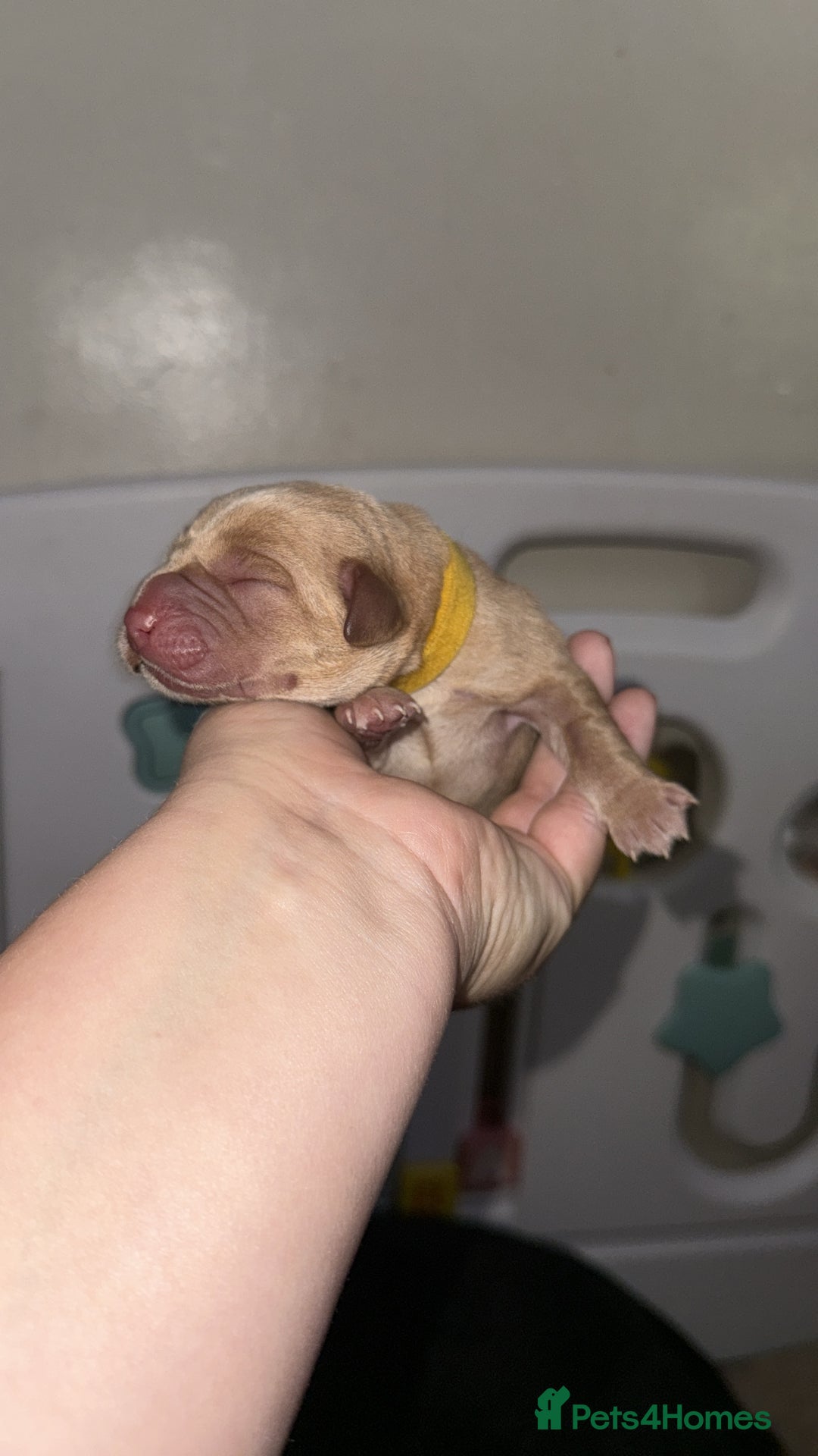 Labrador Retriever dogs for sale: Labrador Puppies  - Image 9