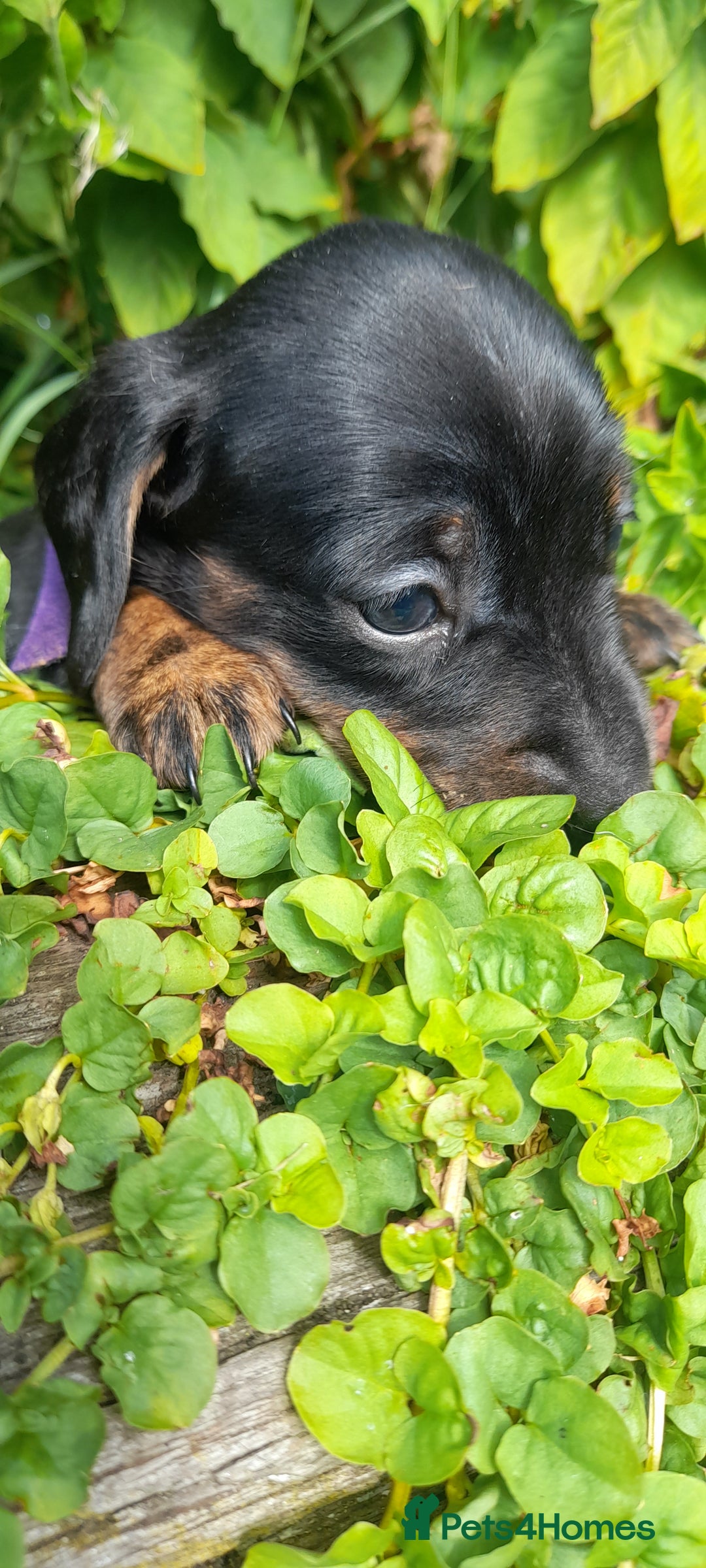 Miniature Dachshund dogs for sale: Smooth haired minature dacshund  - Image 9