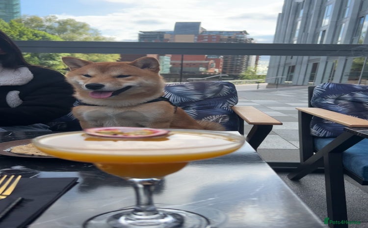 Japanese Shiba Inu dogs - Advert 1