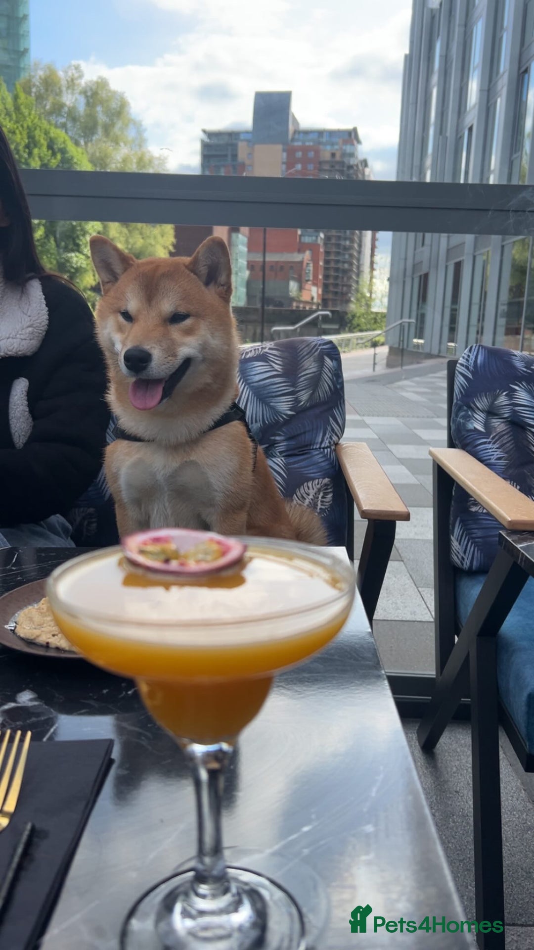 Japanese Shiba Inu dogs for sale: 1 year old shiba  - Image 1