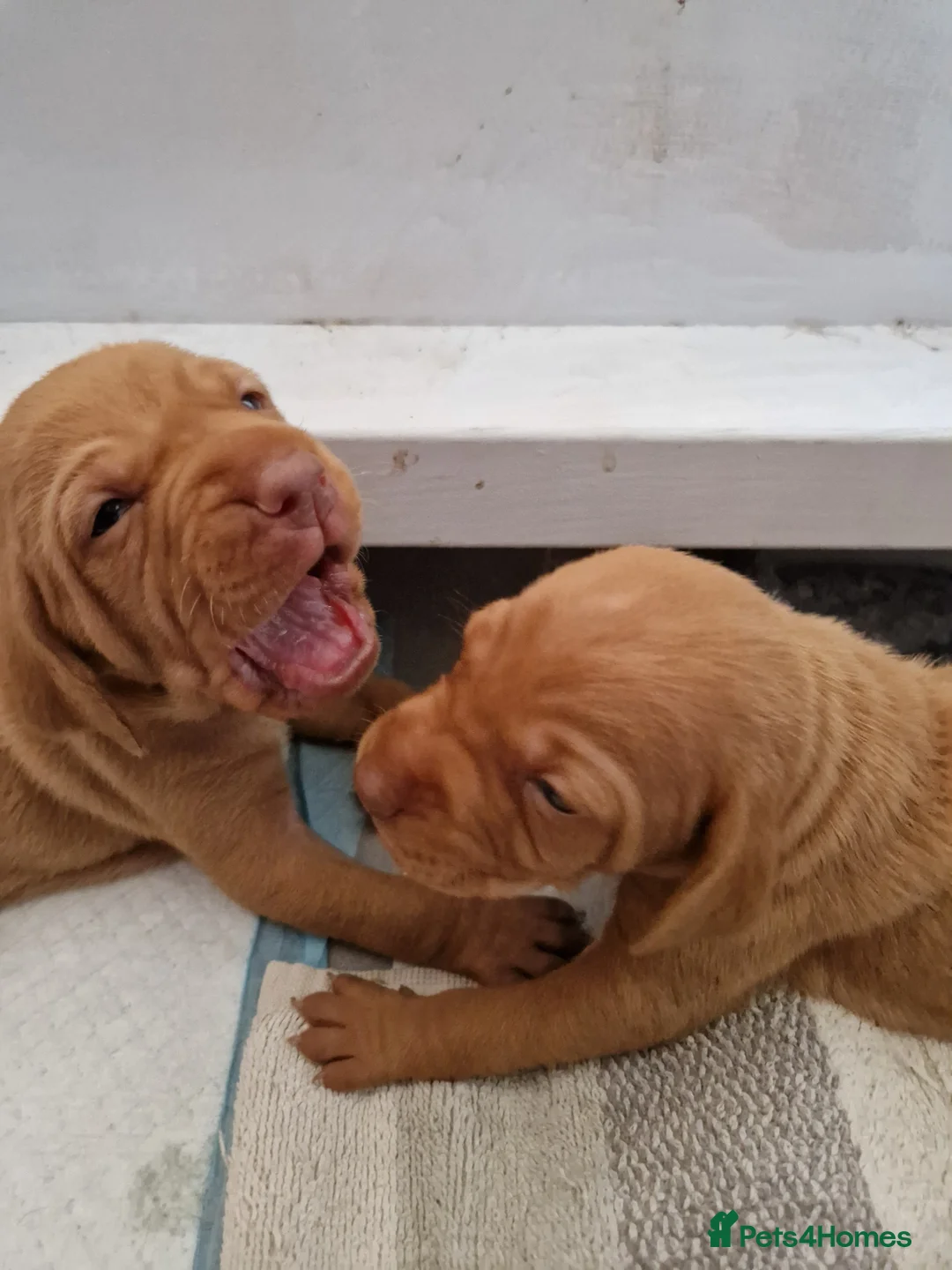 Hungarian Vizsla dogs for sale: Hungarian vizsla KC puppies for sale in Peterlee - Advert 2