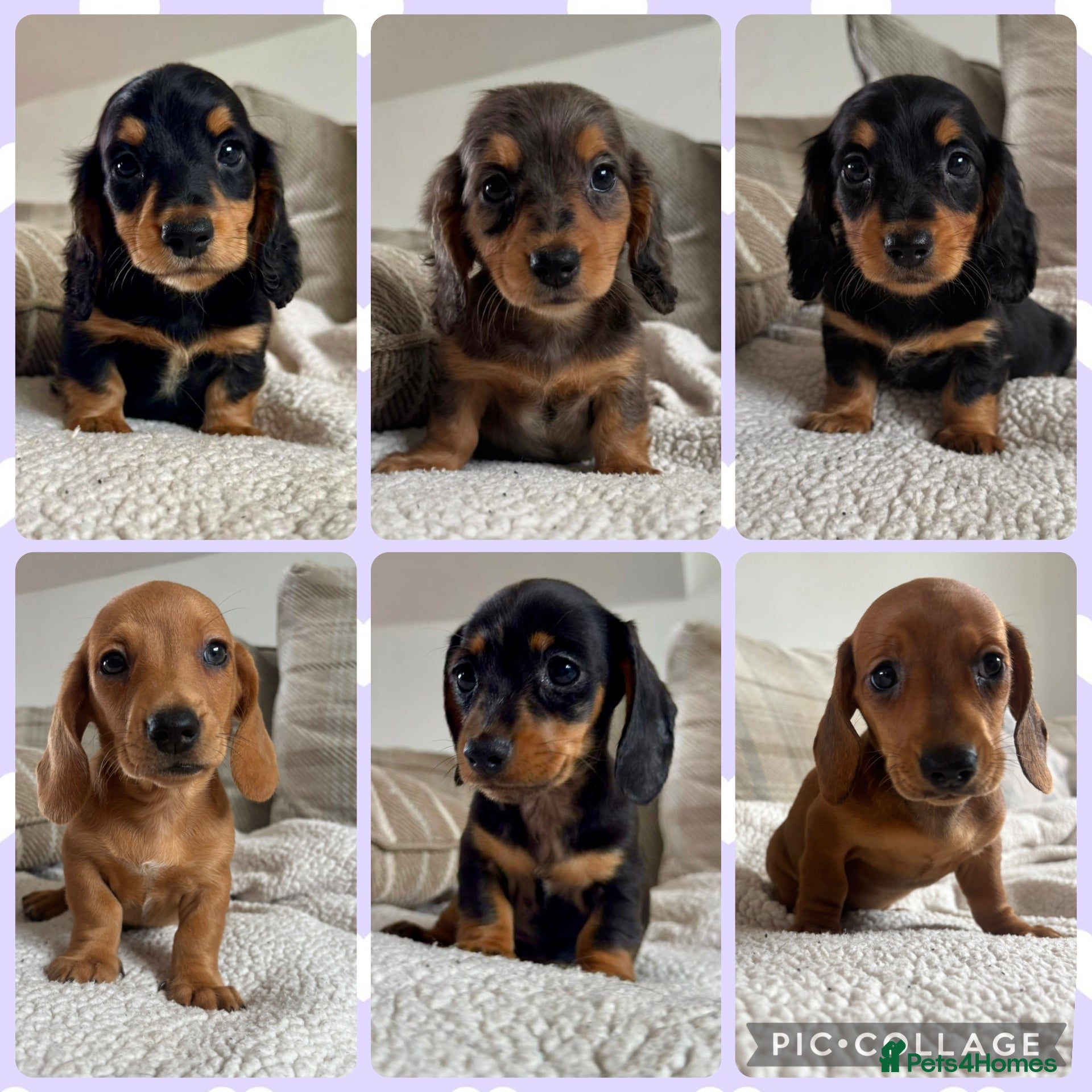 Dachshund dogs BEAUTIFUL MINI DACHSHUNDS PRA CLEAR & KC REG - Advert 1