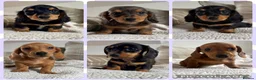 Dachshund dogs for sale: BEAUTIFUL LONGHAIR KC REG & PRA CLEAR MINI🩷💙 - Advert 4