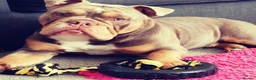 English Bulldog dogs for stud: Handsome Lilac boy for Stud in Gravesend - Advert 5