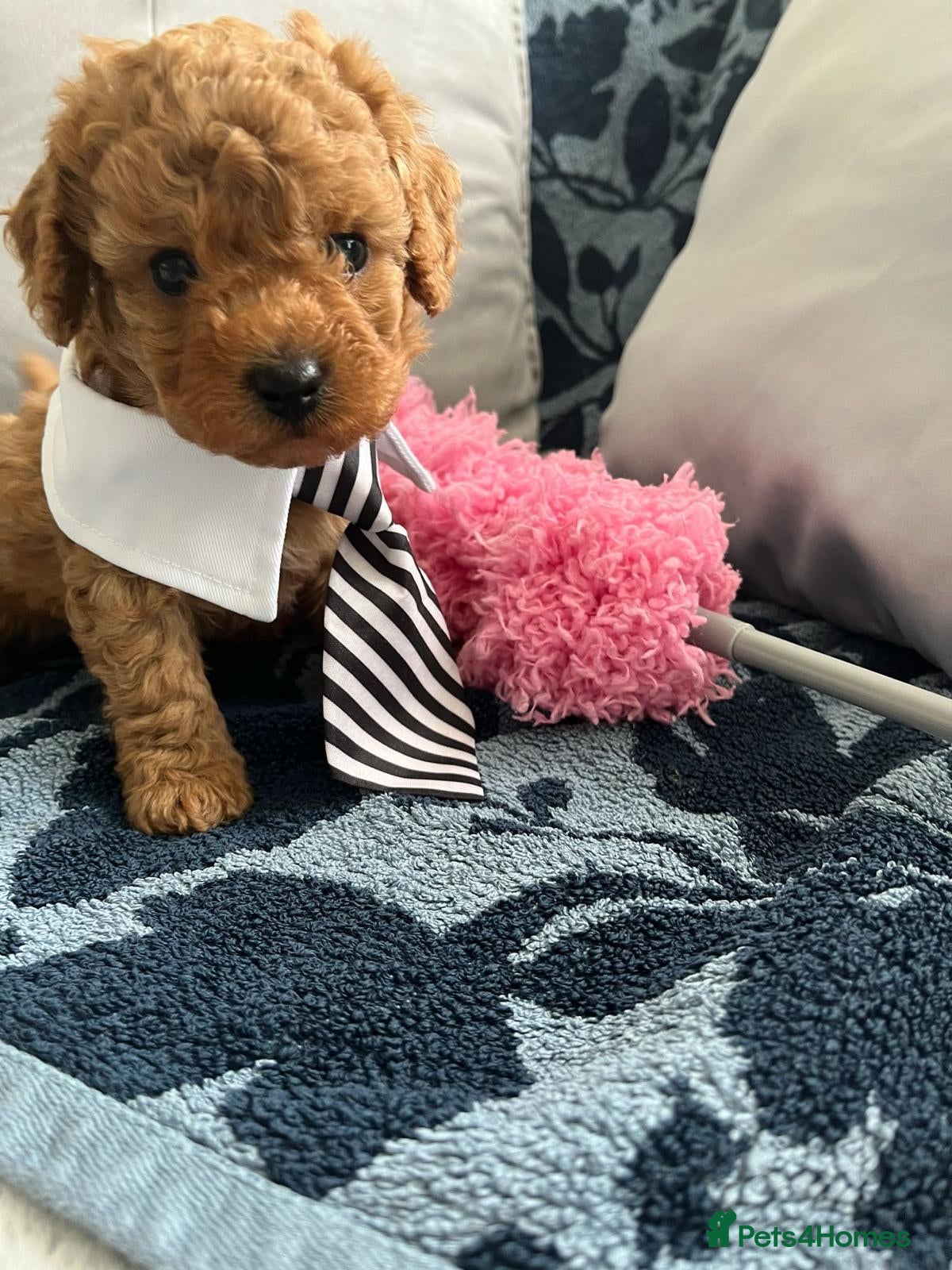 Cavapoo dogs Rare Asian poodle x Cavapoo puppies  - Advert 15
