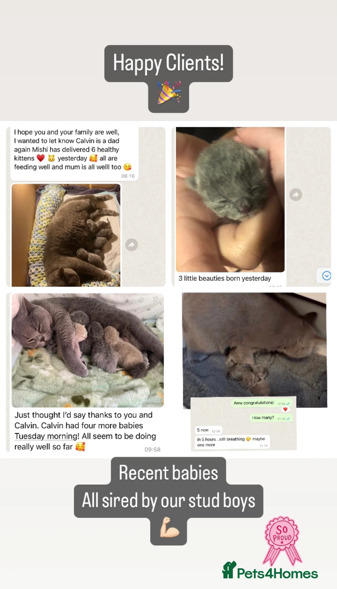 British Shorthair cats for stud: ⭐️ Two Imported Powerhouse Studs ⭐️ in London - Advert 16