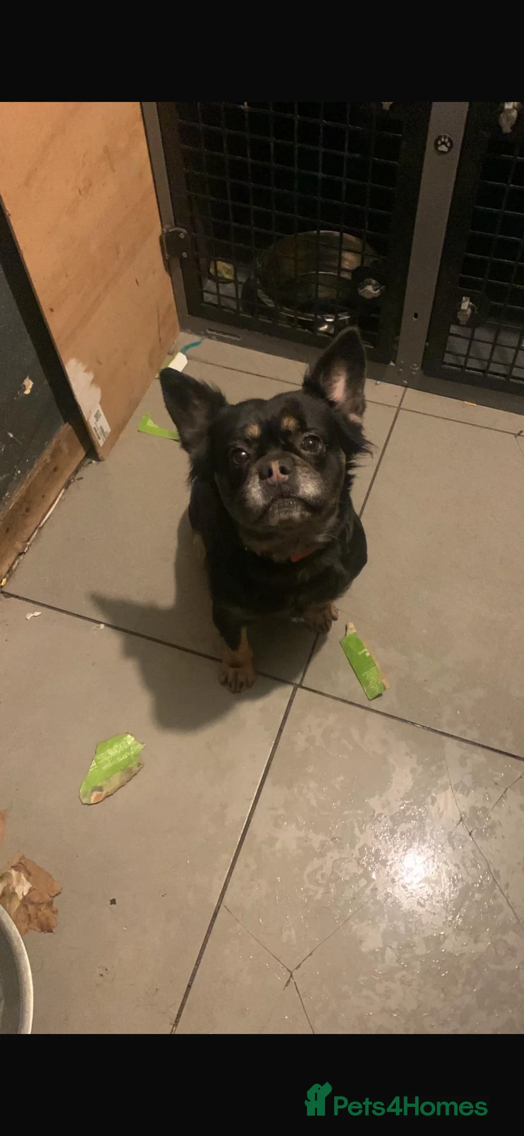 French Bulldog dogs for sale: French bull dog  - Advert 1