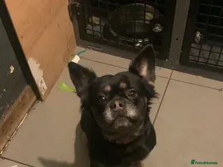 French Bulldog dogs French bull dog - Advert 1