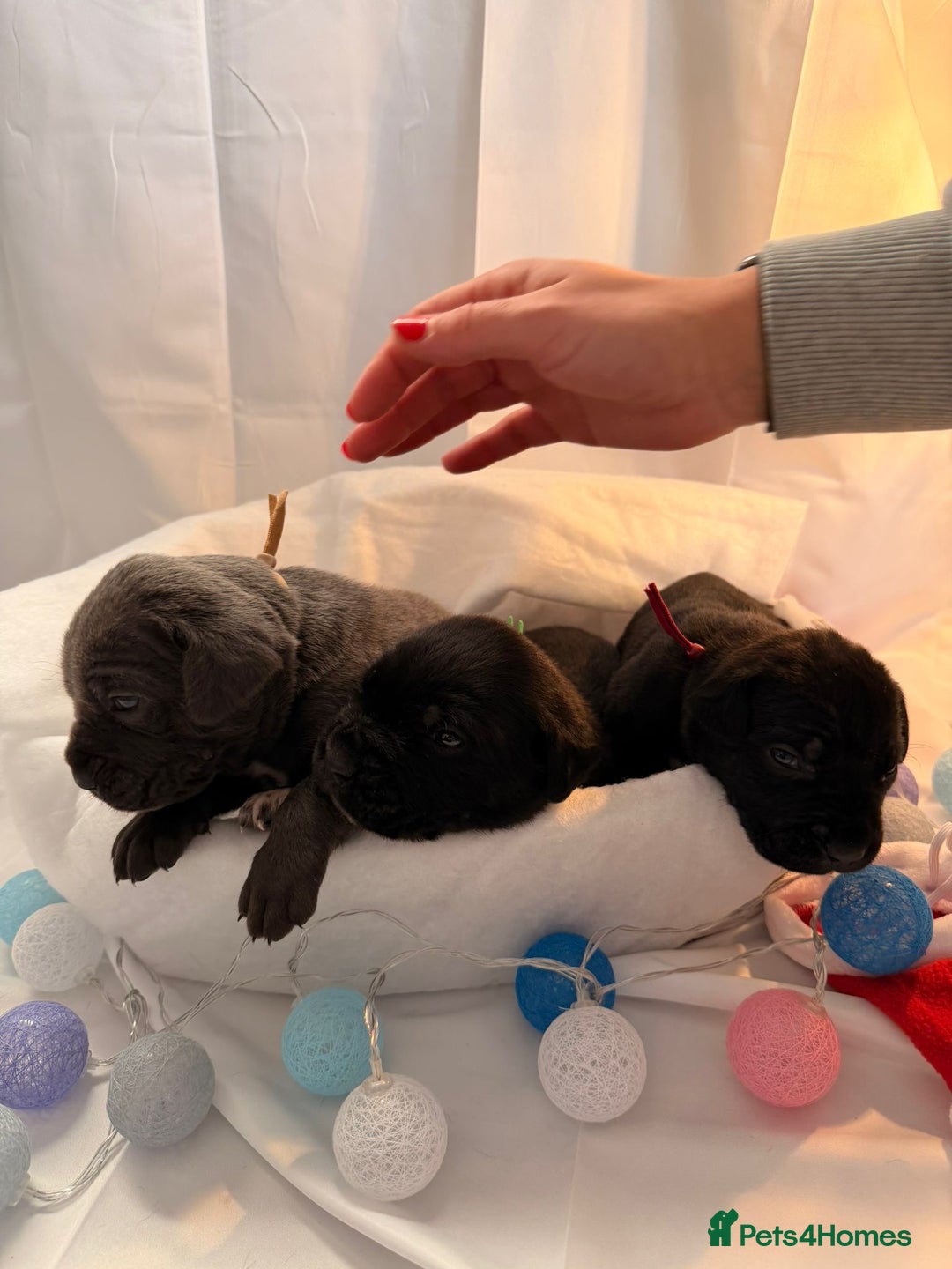 Cane Corso dogs for sale: Pure Cane Corso’s 🐶 - Advert 8