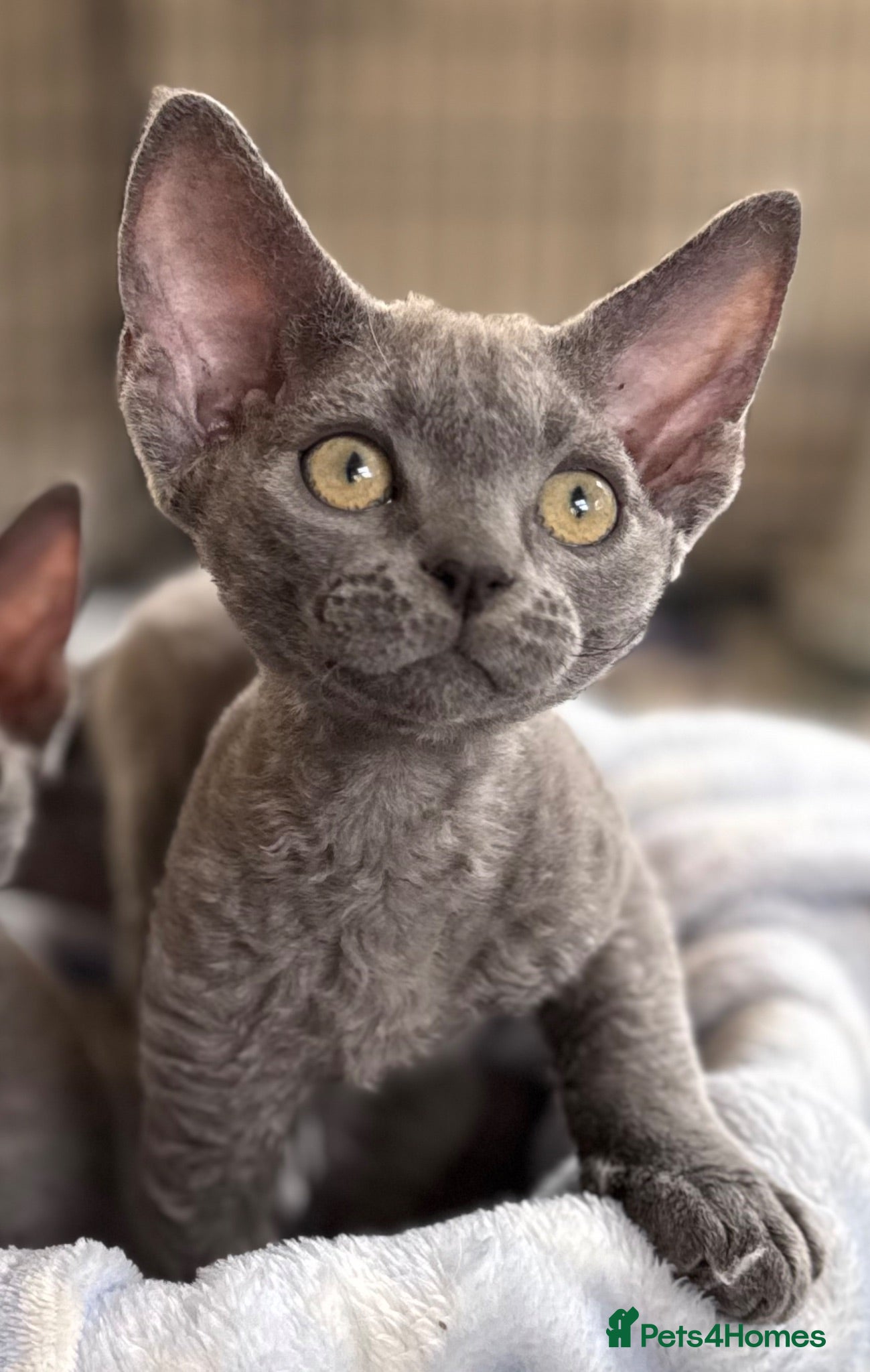 Devon Rex cats Fantastic Pedigree Devon Rex - Advert 19