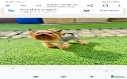 Yorkshire Terrier dogs for sale: 💝💝💝Both sides many champions 💝💝💝 in Leeds - Image 21