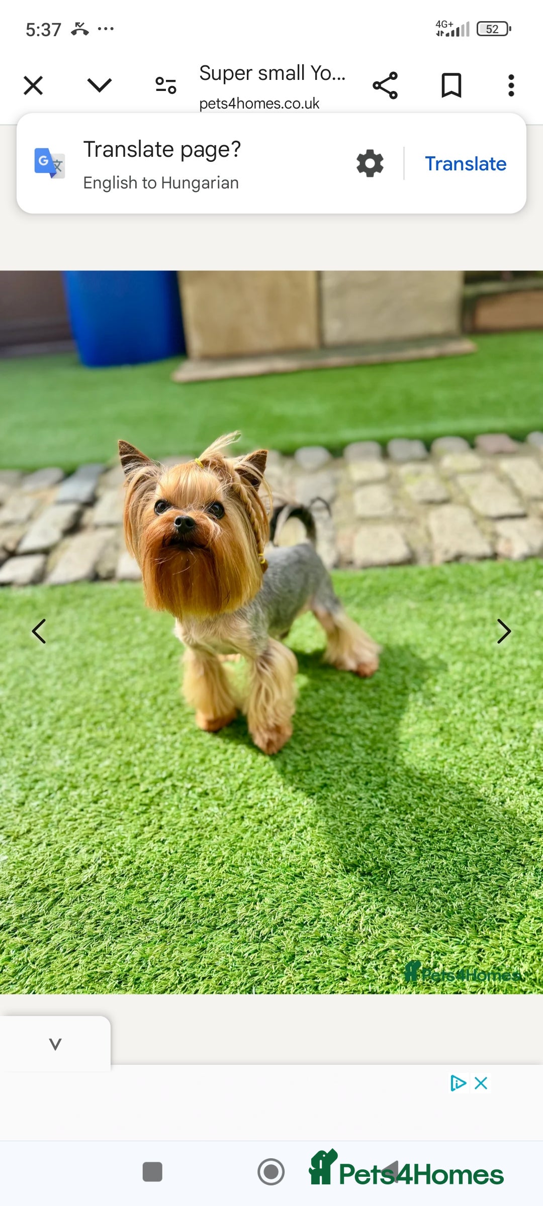 Yorkshire Terrier dogs for sale: 💝💝💝Both sides many champions 💝💝💝 in Leeds - Image 21