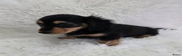 Miniature Dachshund dogs for sale: Long hair Black & cream Boy. KC - Advert 8