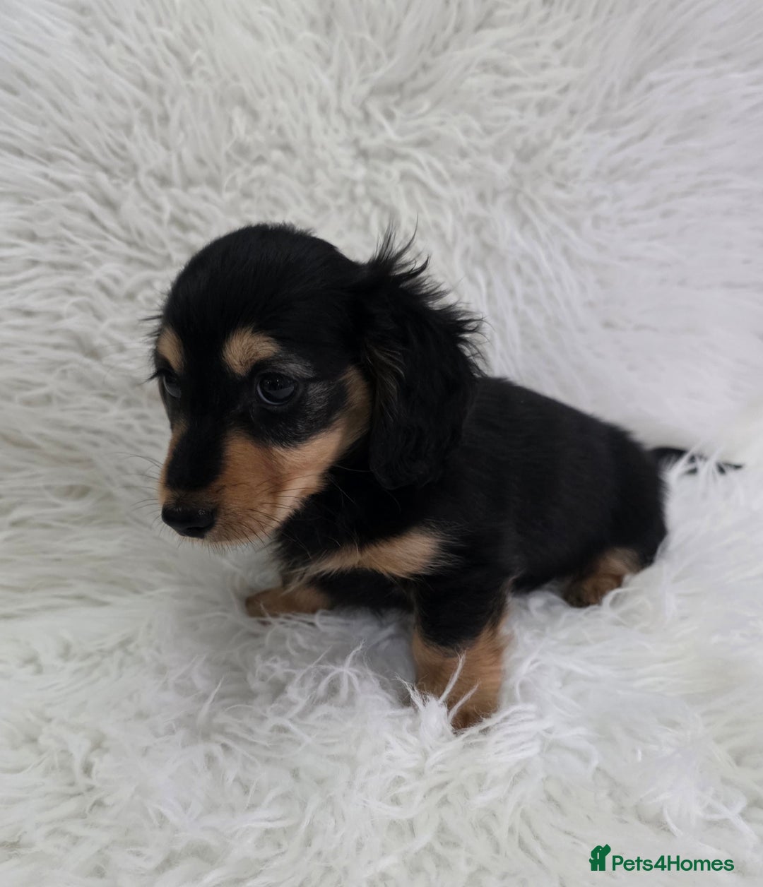 Miniature Dachshund dogs for sale: Long hair Black & cream Boy. KC - Advert 8