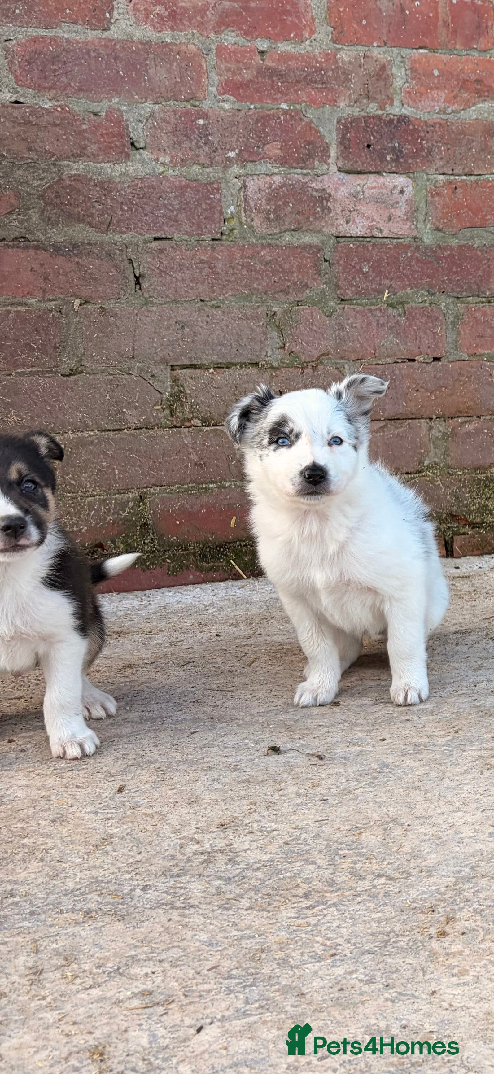 Border Collie dogs  Border Collie Pups blue Merle and black/white/tan - Advert 2