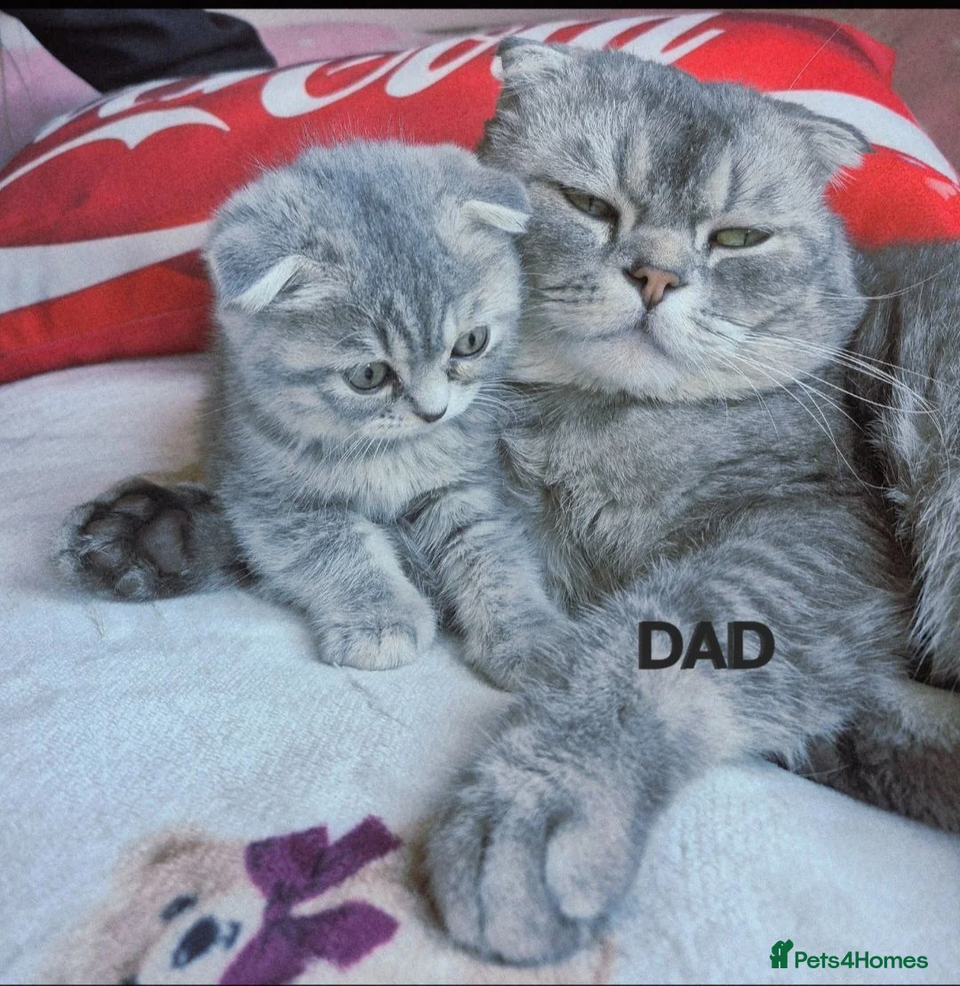 Scottish Fold cats for sale: Scottish Fold/ Straight kittens  in Ripon - Advert 2