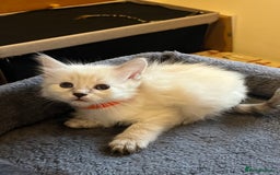 Mixed Breed cats for sale: Kittens for sale!  - Image 2