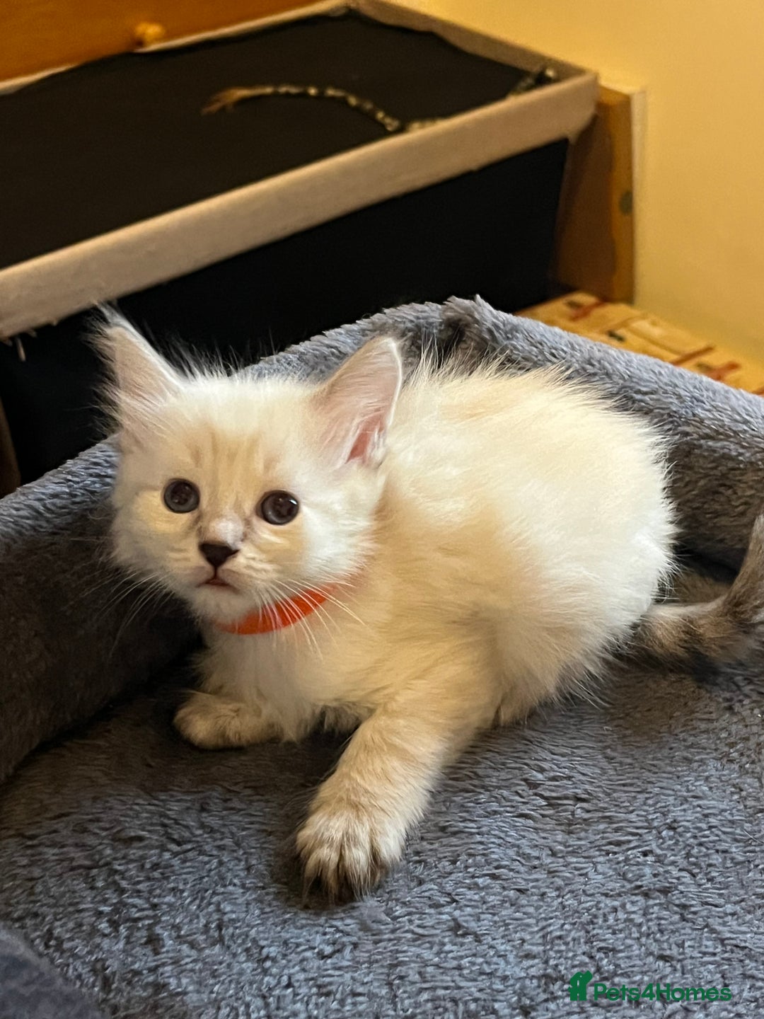 Mixed Breed cats for sale: Kittens for sale!  - Image 2