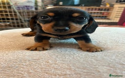 Dachshund dogs for sale: Dachshund puppies for sale - Image 7