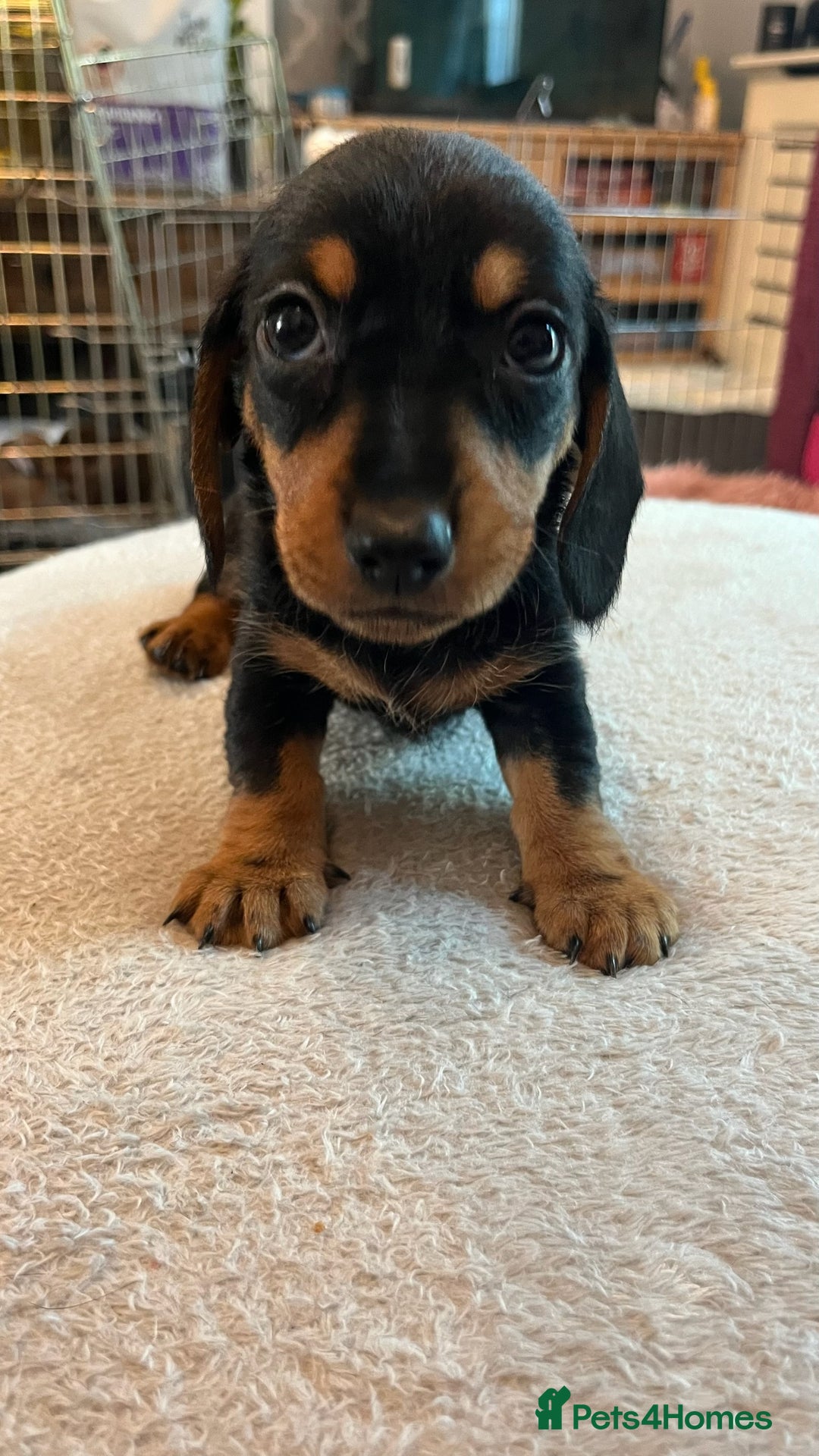 Dachshund dogs for sale: Dachshund puppies for sale - Image 7
