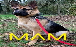 German Shepherd dogs for sale: German Shepherd puppies - Image 21