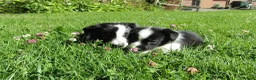 Border Collie dogs for sale: 5 Beautiful Border Collie Puppies  - Advert 12