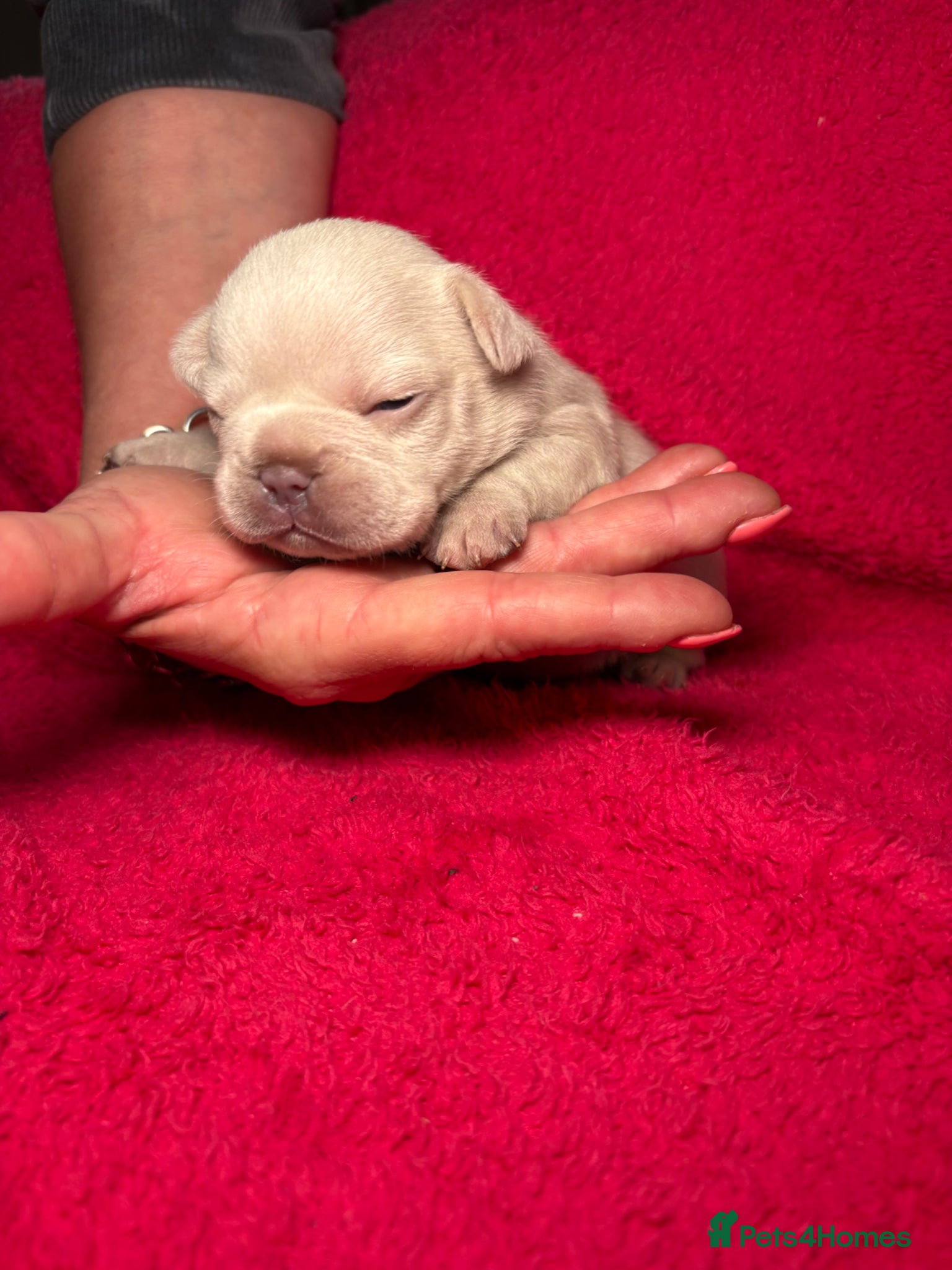 French Bulldog dogs for sale: 🤍Quality bred french bulldog puppies🤍 in Dolgellau - Advert 2
