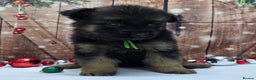 German Shepherd dogs for sale:  Kc Purebred German Shepherd  - Advert 9