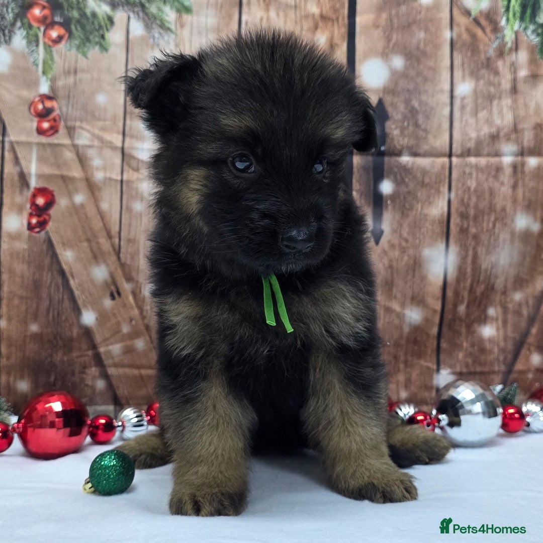 German Shepherd dogs for sale:  Kc Purebred German Shepherd  - Advert 9