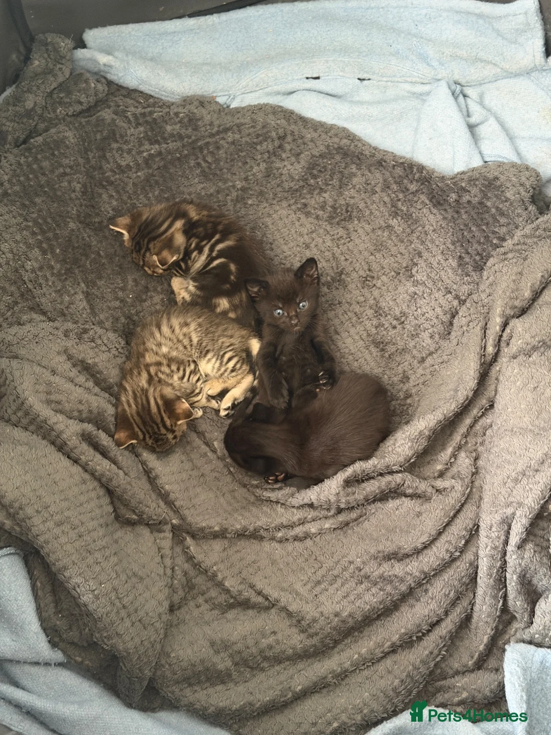 Mixed Breed cats for sale: Gorgeous kittens for sale - Advert 2