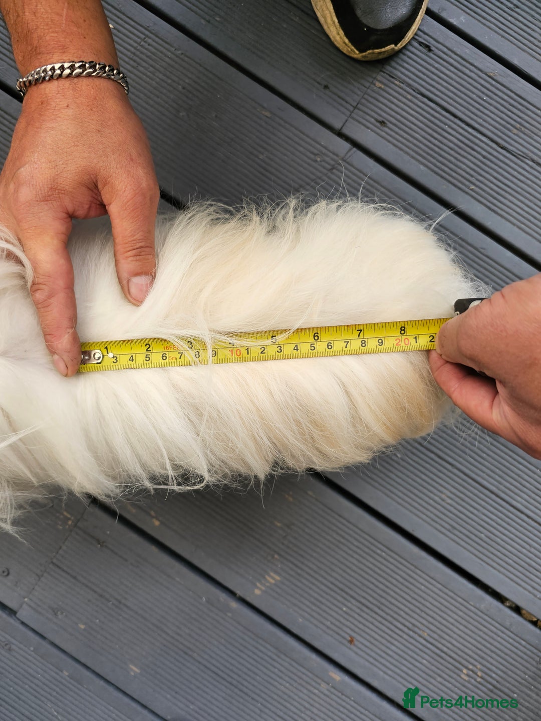 Maltese dogs for stud: 2kg kC Korean line Maltese stud in Derby - Advert 11