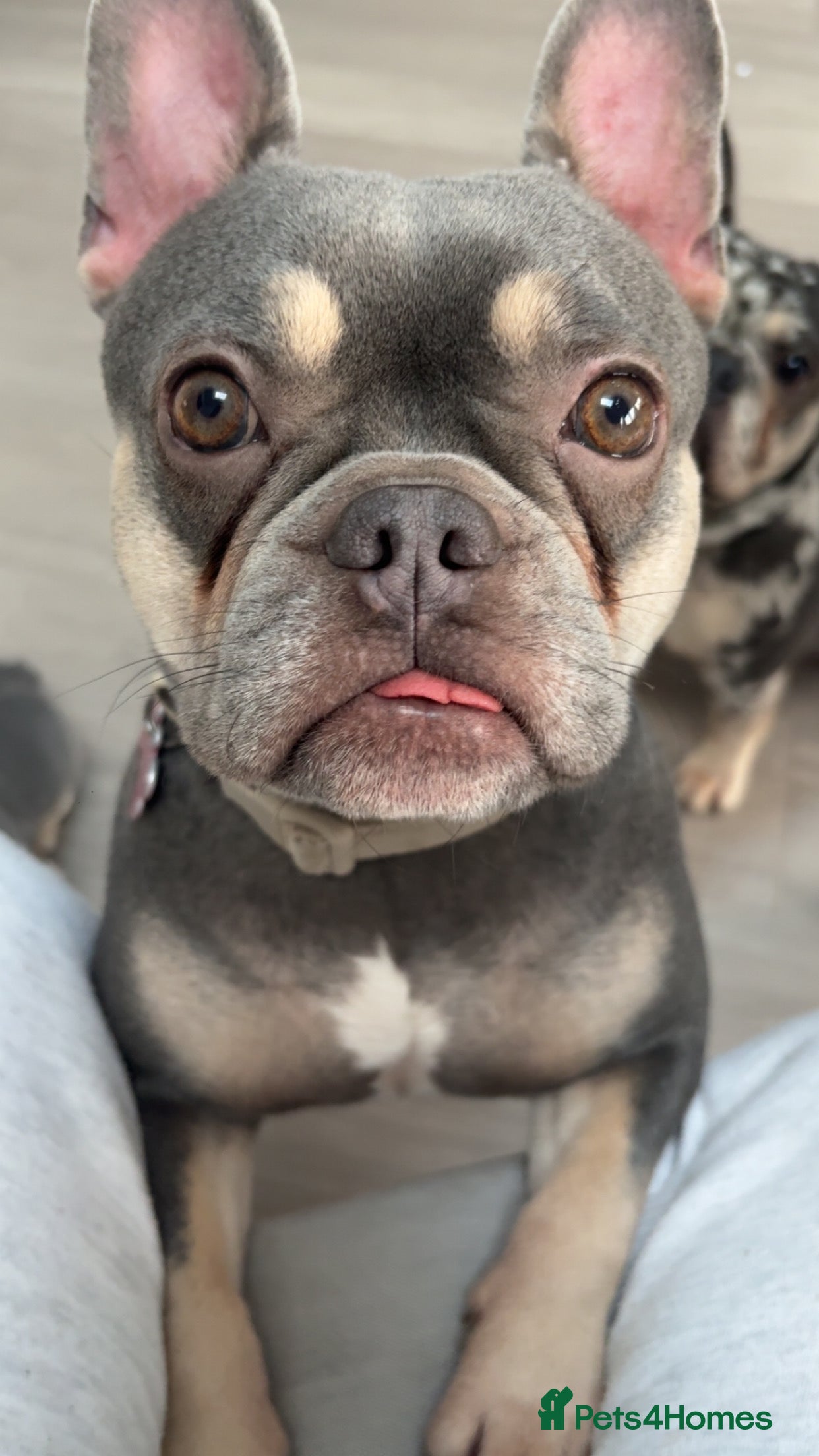 French Bulldog dogs Female French bull dog puppy  - Advert 2